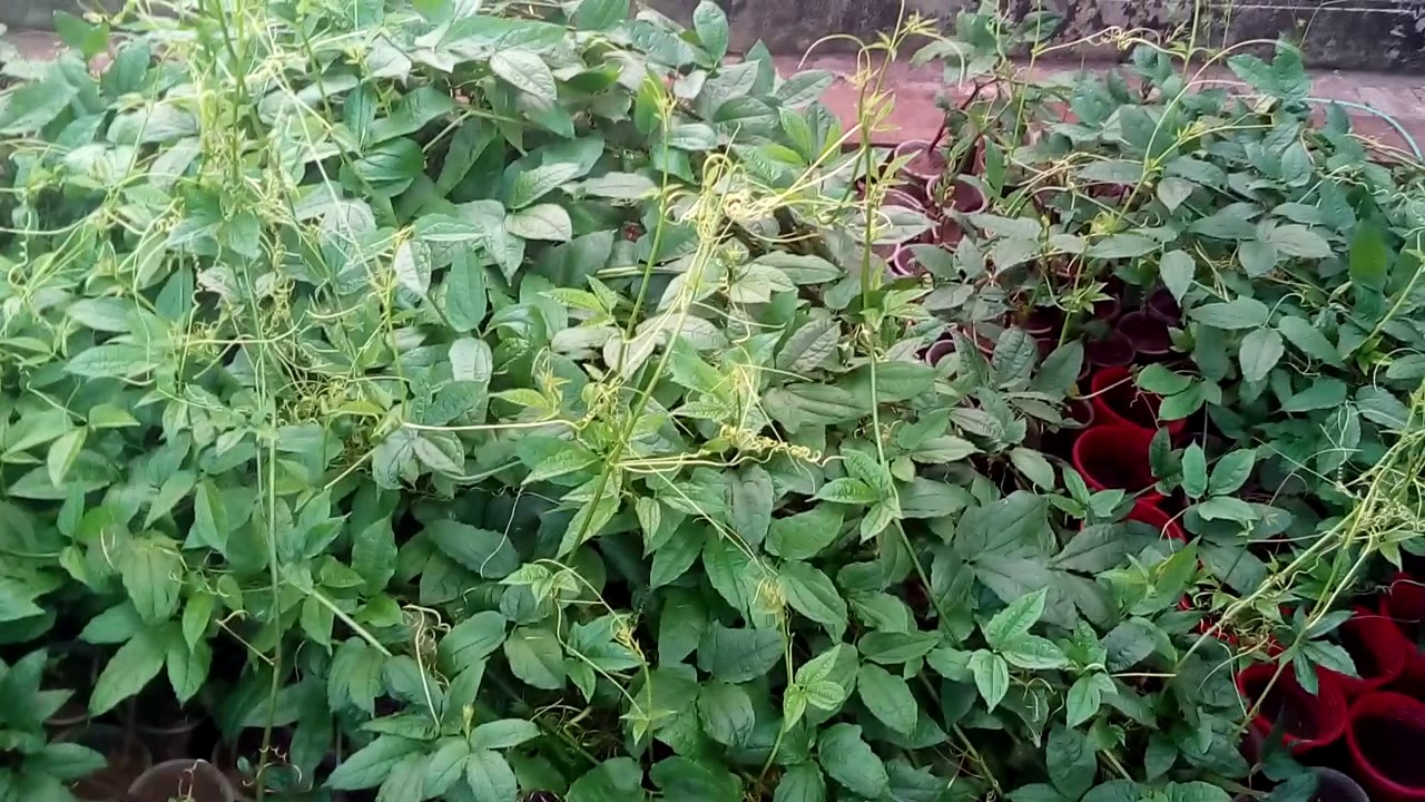 Ugu Leaves... English Name: fluted pumpkin leaf Local Name: Ugu Botanically: ” Telfairia occidentalis, Family Cucurbitaceae